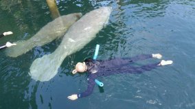 manatee tours in crystal river