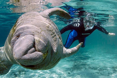 Classic Manatee Swim in Crystal River, FL | Fun 2 Dive