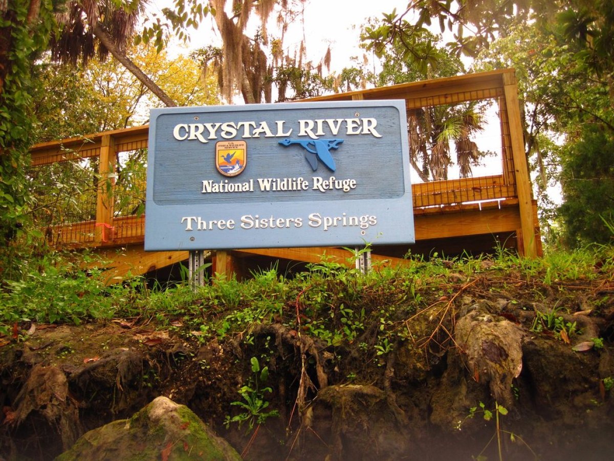 manatee tours in crystal river