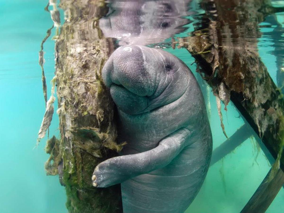 Swim With Manatees in Crystal River, Florida - Open Year Round